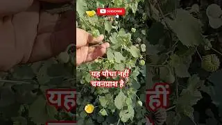 Atibala plant Abutilon Indicum #farming #plants #nature #shorts