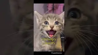 #lovelykitten