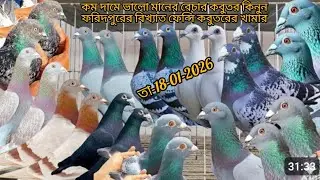 Buy good quality pigeons at low prices