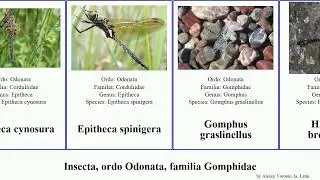 Insecta, ordo Odonata, familia Gomphidae calopteryx metallica americana virgo borealis severus