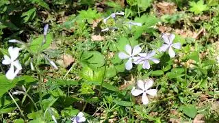 Capital Naturalist: Wild Blue Phlox