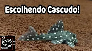 Como escolher Cascudo para o Aquário! Fui na loja Turbo Fish buscar um Cascudo pra mim!