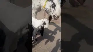 Babies goat#goat #cow #cowgoat #bachri #farmanimal #bachry