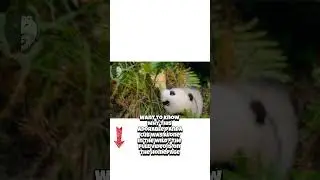Cute panda cubs #cubs #animals #family#shorts