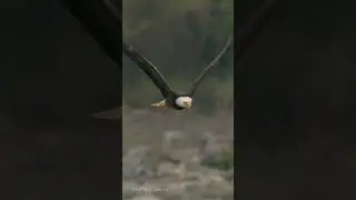A stolen fish and chase to be the first to get it!#beautiful #eagle #wildlife