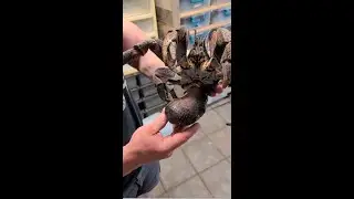 Coconut Crab #shorts