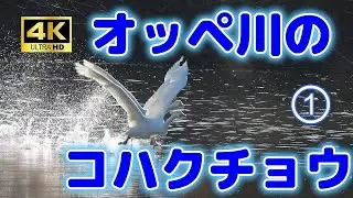 オッペ川のコハクチョウ＜4K＞気嵐から日の出、飛び出しまで（No.1）