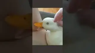 Quac 🦆 #shorts #animaisfofos #animals #beautiful