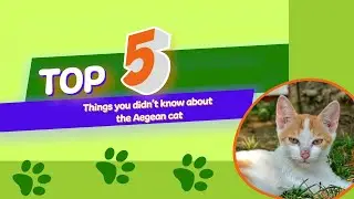 5 Things You Didn't Know About The Aegean Cat