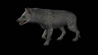 Ark Survival Evolved - Hyaenodon Walk Animation (4k 30fps)