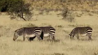 How does a zebra live its life and how old do