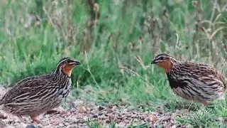 BATAIR KA SHIKAR // QUAIL HUNTING 2020 // BATAIR KI AWAZ SUBHA K LIYE birds king kpk,2023
