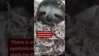 🦥The Sloth Conservation Foundation Wish You Happy Holidays!