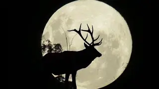 What REALLY Happens to Animals Under a Full Moon