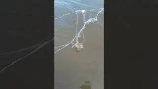 c&ugrave;ng m&igrave;nh lại đi thăm  lưới#fishing #mientay #danhbatca #cuocsongmientay #giangluoi