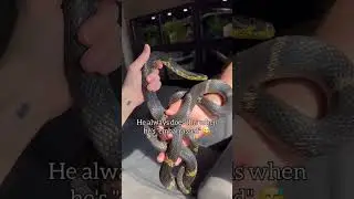 𝐁𝐨𝐥𝐛𝐲 🖤 Elaphe Schrenckii 𝑅𝑢𝑠𝑠𝑖𝑎𝑛 𝑅𝑎𝑡 𝑆𝑛𝑎𝑘𝑒 Indian Rock Python #snake #Shorts #ytshorts