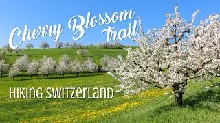 Spring in Switzerland &bull; Frick Cherry Blossom Trail