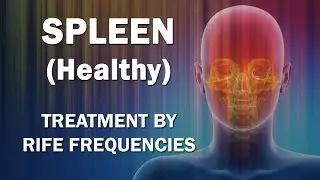 Spleen (Healthy) - RIFE Frequencies Treatment - Energy & Quantum Medicine with Bioresonance