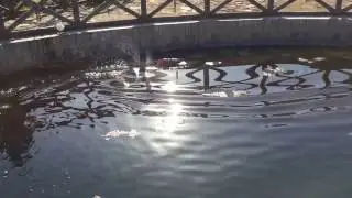 Rc boAt h101