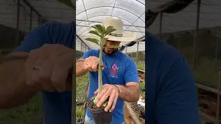 COMO PODAR ROSA DO DESERTO #rosadodeserto #adeniumbrasil #adenium #dicas #plantas #jardim
