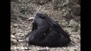 Why do young chimpanzees love to play?