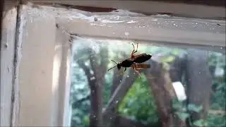 Vespula vulgaris, known as the common wasp 普通黄蜂 キオビクロスズメキ 일반적인 말벌 gew&ouml;hnliche Wespe avispa com&uacute;n 普通黃