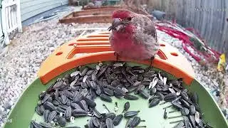Birds Eating At Feeder #birds #animals #wildlife #nature 