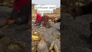 sunflower seed processing | chinese food video | China vlog | Chinese video #asmr #mukbang #china