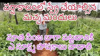 #tamoto లో పూత పింజ బాగా పట్టాలంటే ఈ సూక్ష్మ పోషకాలు వాడండి#agriculture 🍅🍅🍅
