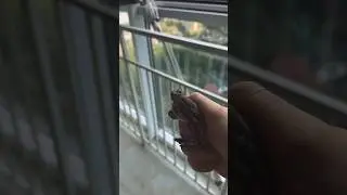 Красотка