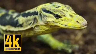 Yellow-Headed Water Monitor: The Majestic Philippine Lizard | Varanus cumingi