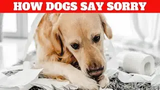 How Do Dogs Apologize to Humans?
