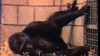 Gianclaudio Lopez: Nascita di una baby Gorilla al libero parco di Appenheul RAI Geo 1992