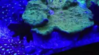 Build My LED UV LED Strip Lighting over a Reef Aquarium