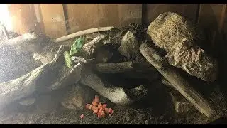 Succulent Vivarium for Darkling Beetles!!