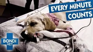 Rushing To Save Puppy From Dangerous Paralysis Tick | Bondi Vet