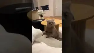 Bombastic Side-eye Criminal Offensive Side-eye Cat #catlove #cats #catvideos #cutecat #catfunnyvideo