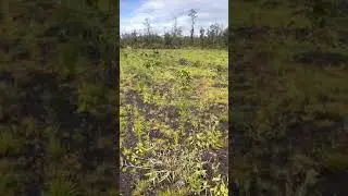 A day in life on our off grid food forest on the Big Island of Hawaii