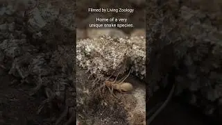 The Spider-tailed horned viper from Iran, a very unique venomous snake