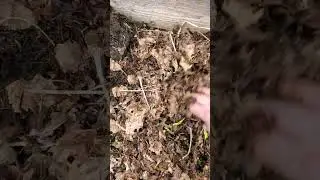 Regenerative gardening explained; Layering compost on top of ground up  Leaves