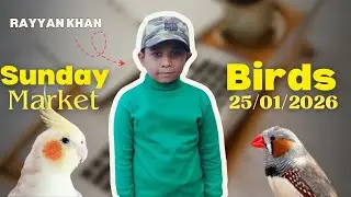 Birds Market Lalukhet Sunday Video Latest Update 25-01-2026 | Hindi / Urdu