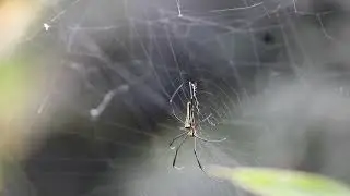 Nature&rsquo;s Architect: Giant Golden Orb-Weaver Spider (Nephila pilipes) #spiders #nature #youtubevideo