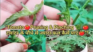 &ldquo;Tomato Pruning & Pinching Secrets 🌿 | ज्यादा फल पाने का आसान तरीका 🍅&rdquo;