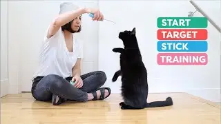 Target Stick Training: 30 Skills To Teach Your Cat
