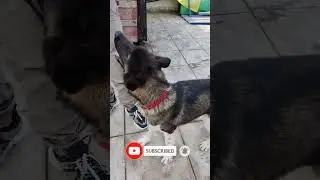 American Aakita 😍 enjoy || full Active dog || Ashish dog world
