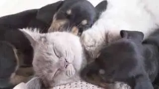 Pet Therapy: Relaxing Music Nature Sounds for Cats & Dogs