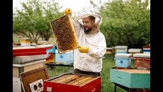 The Sweetest Business in Nigeria: Honeybee Farming Step by Step
