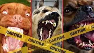 Top 10 Most Dangerous Dogs Worldwide (You Won't Believe no.1)