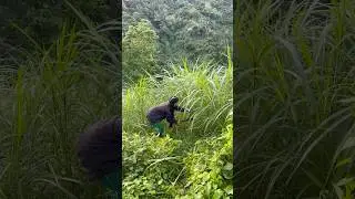 Country side life with my cow #philippines #subscribers #shorts #country