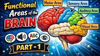 Brain Anatomy & Functional Areas &ndash; Motor, Sensory & Visual Area | PART-1